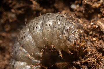 Macro photograph of cutworm walking on wet soil