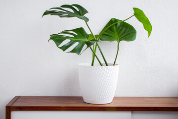 Fashionable house plant Monstera in pot on white background. Modern scandinavian style and interior decor. Sustainable living.
