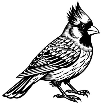 recommend clip art: cardinal silhouette vector art illustration