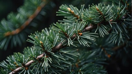Spruce branch with fresh green needles - obrazy, fototapety, plakaty