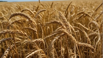 Fototapeta premium Golden wheat ears close up in the field