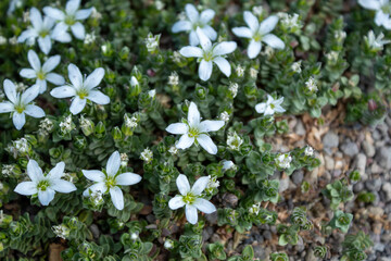 Arenaria tetraquetra