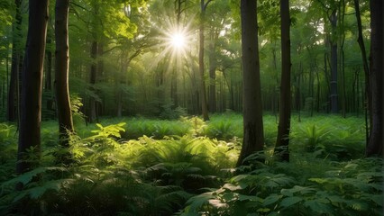 Sunlight piercing through lush forest