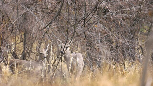 Two White-tailed Deer in a Forest