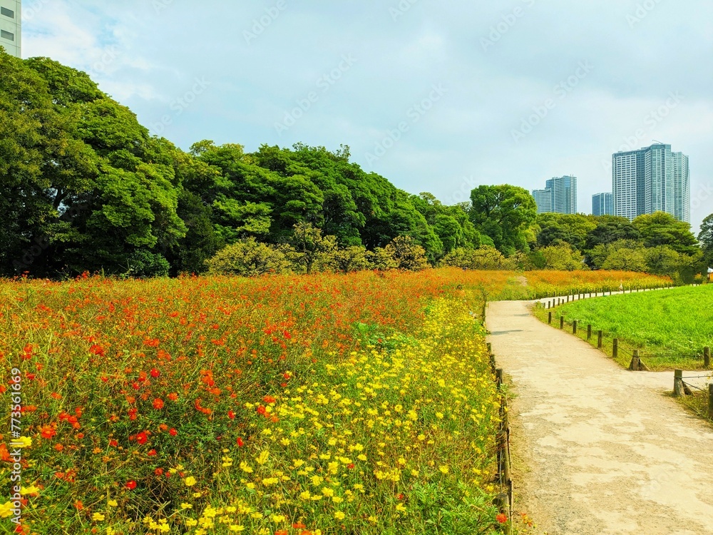 Canvas Prints the beautiful cosmos garden in hama-rikyu gardens, tokyo, japan