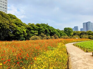  the beautiful cosmos garden in hama-rikyu gardens, tokyo, JAPAN