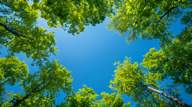 Clear blue sky and green trees seen from below. Earth Day or World Environment Day desktop backgrounds. Generative AI