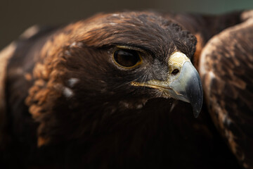 Golden Eagle