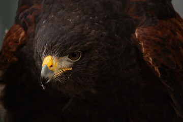 Harris's Hawk