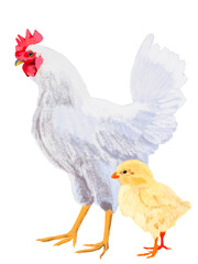 ニワトリとヒヨコ