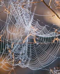 spider web in the morning