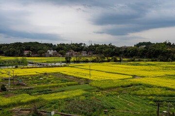 Fototapeta premium The rural scenery of the riverbank plain coverd with rape flowers near the village in spring