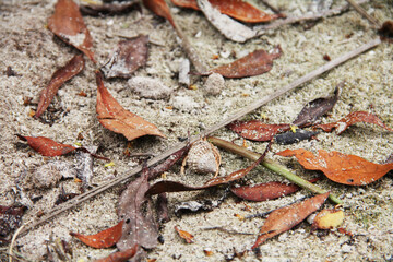 Acercamiento de arena de mar con hojas de arboles y ramas. Caracol de mar con cangrejo ermitaño. 