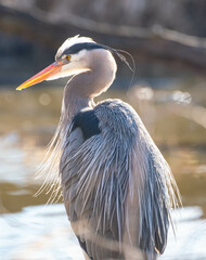 great blue heron