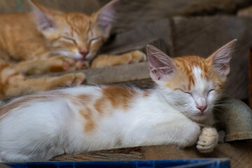 Cute orange and white kitten sleeping on the floor, selective focus