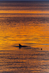 Sunset Dolpin Fin Silhouette