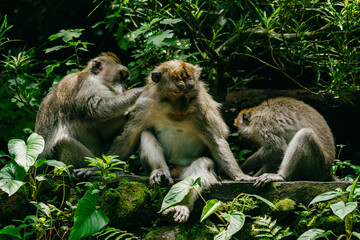 Group of Monkies in the Monkey Forest, Ubud, Bali, Indonesia.