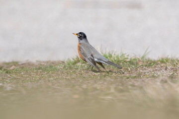 Robin in the Spring