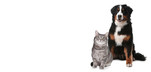 Cute cat and adorable dog on white background. Banner design with space for text