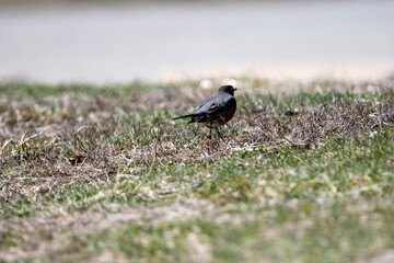 Robin in the Spring