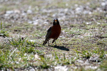 Robin in the Spring
