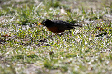 Robin in the Spring