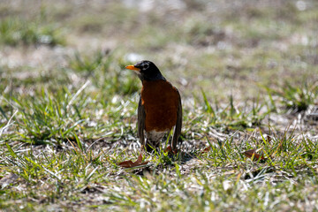 Robin in the Spring