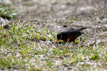 Robin in the Spring