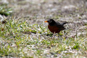 Robin in the Spring