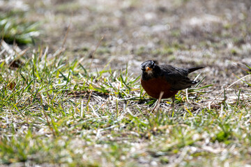 Robin in the Spring