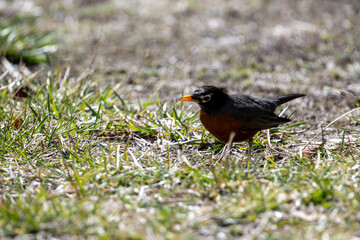 Robin in the Spring