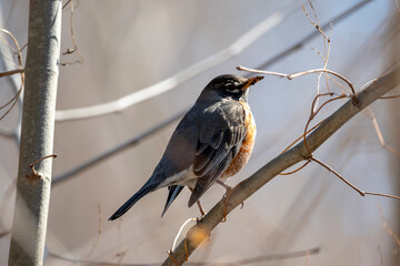 Robin in the Spring