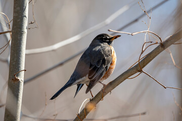 Robin in the Spring