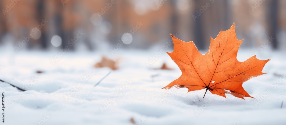 Poster A single green leaf is peacefully lying on the fresh white snow, surrounded by the tranquil atmosphere of the forest