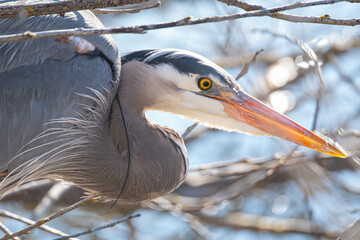 great heron