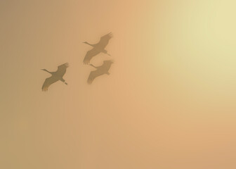 Sandhill cranes in flight; Crane Trust; Nebraska