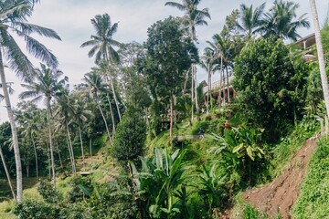 The Tegallalang Rice Fields near Ubud, Bali, Indonesia.