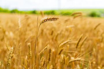 A field of golden wheat with a single stalk of wheat in the foreground