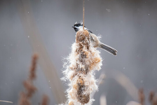Chickadee collecting cattail fluff