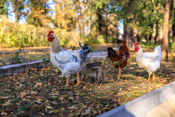 Three chickens are standing in a grassy area near a tree stump