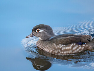 Female Wood Duck Reflections