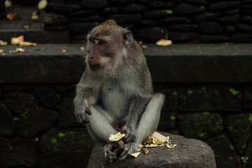 Monkey sitting on a rock in the Monkey Temple. Ubud, Bali, Indonesia.