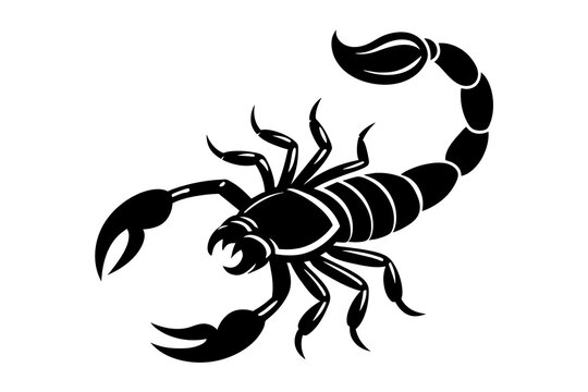 scorpion silhouette vector illustration