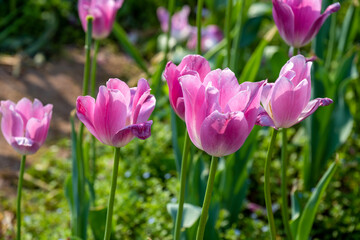 Tulips in Changsha Botanical Garden, Hunan Province