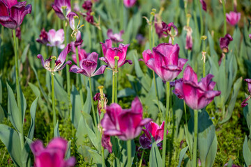 Tulips in Changsha Botanical Garden, Hunan Province