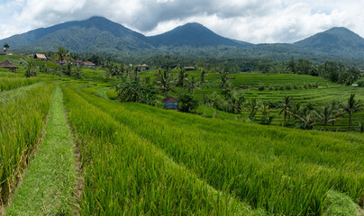 Fototapeta na wymiar Fields and hills of the Jatiluwih Rice Terraces, Jatiluwih, Bali, Indonesia.