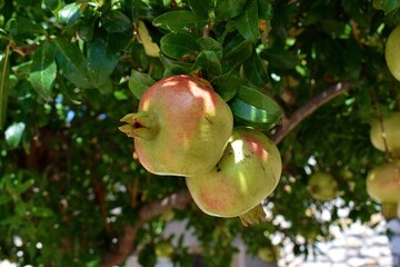 Close up of lush pomegranates growing on a tree in the Mediterranean sun.