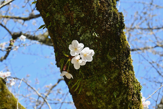 桜開花（咲き始め）、戸定ヶ丘歴史公園にて