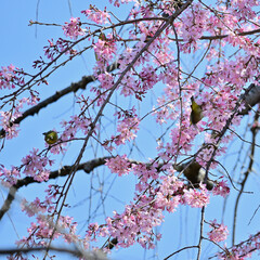 枝垂れ桜にメジロ、戸定ヶ丘歴史公園にて