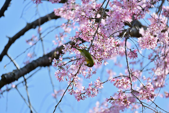 枝垂れ桜にメジロ、戸定ヶ丘歴史公園にて